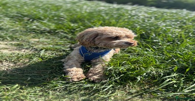 Cavapoo dogs in Horsham - Advert 5