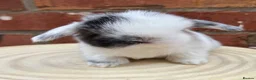 Mini Lop rabbits for sale: Pure bred pedigreed Mini lops  - Advert 1