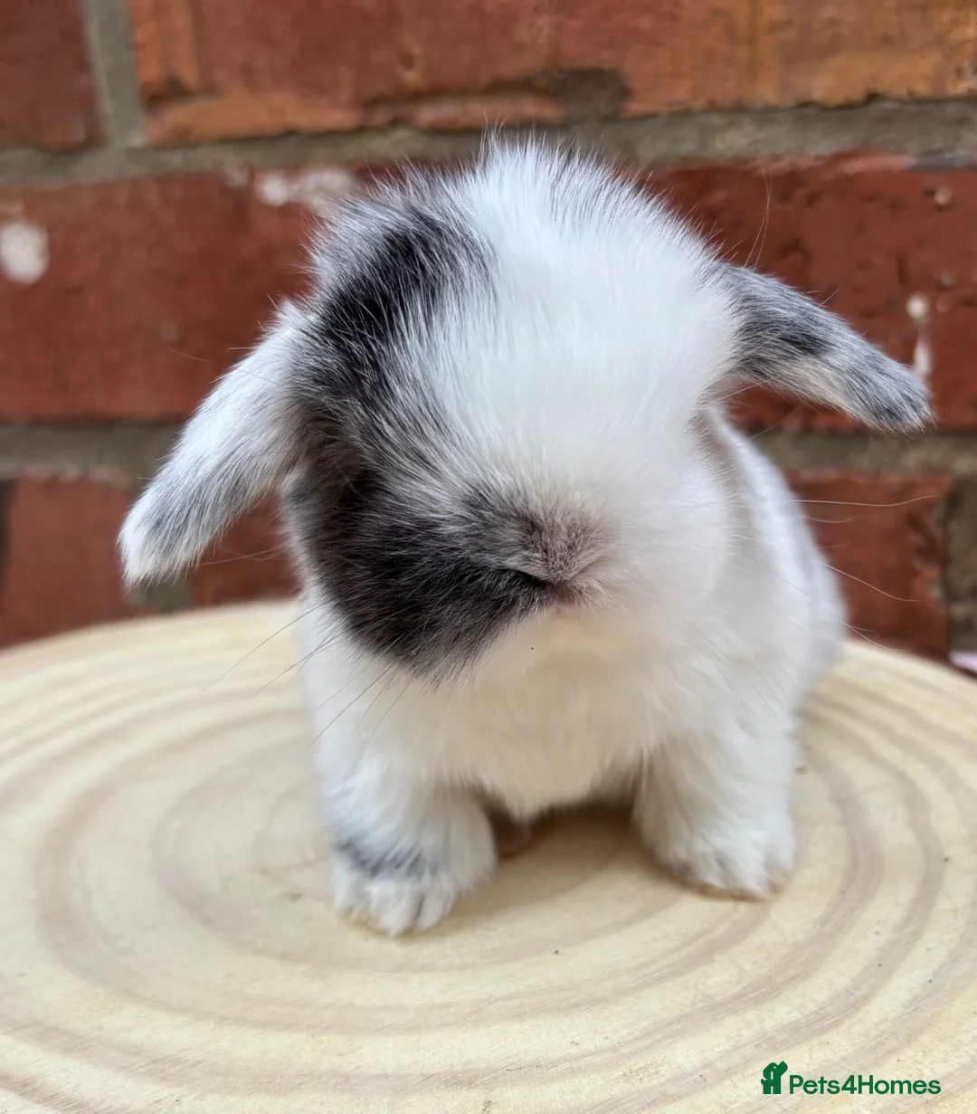 Mini Lop rabbits for sale: Pure bred pedigreed Mini lops  - Advert 1