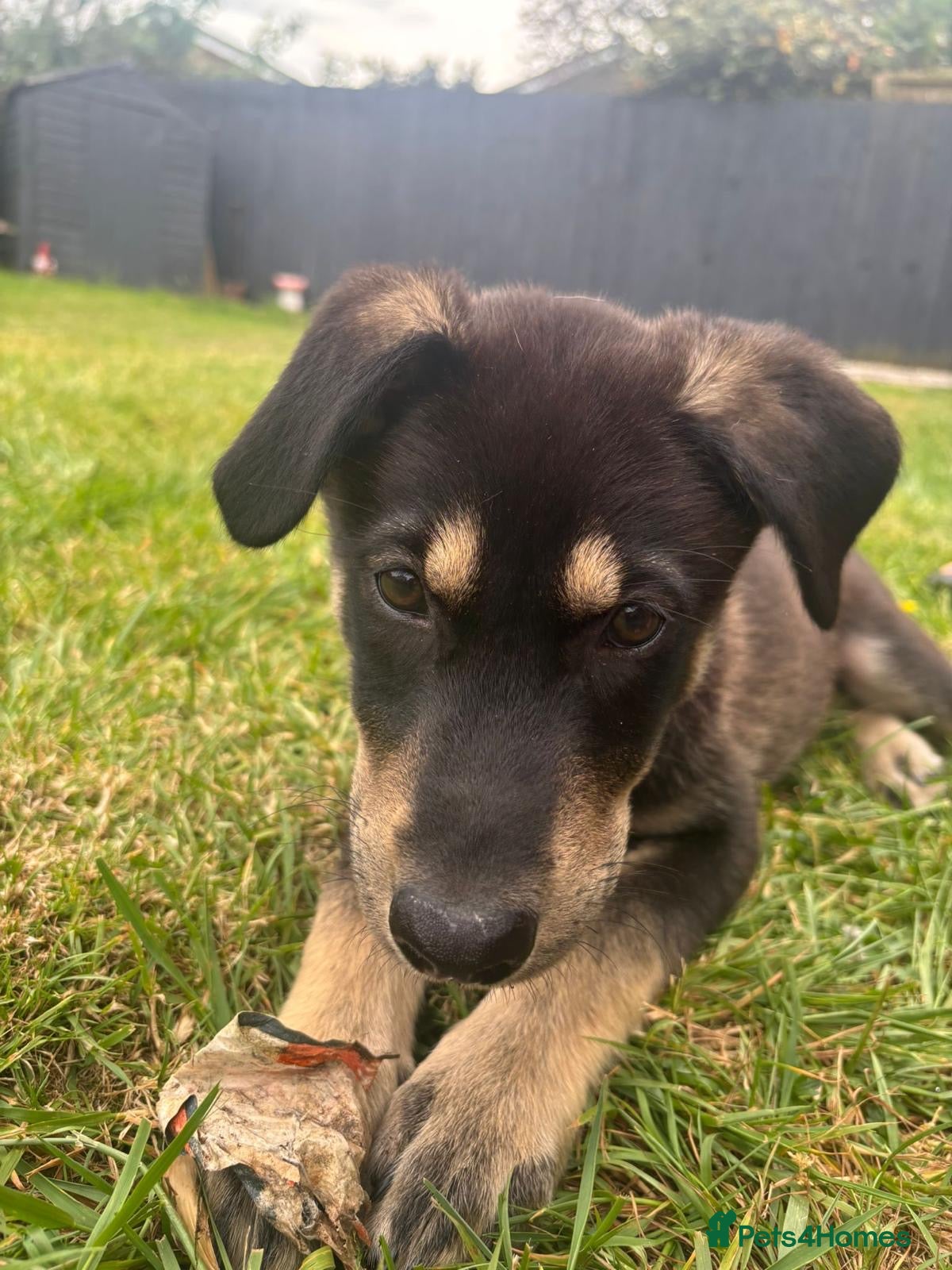 German Shepherd dogs for sale: Last German Shepherd Pup! in Willenhall - Advert 2