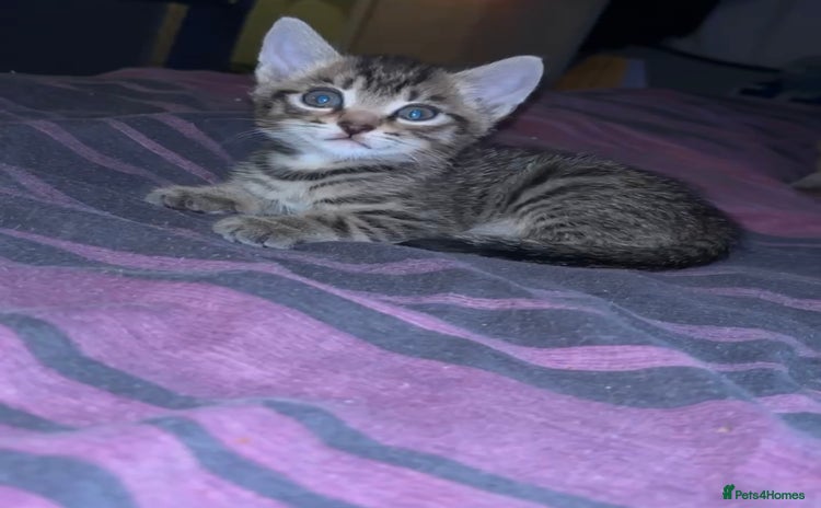 Mixed Breed cats - Advert 4
