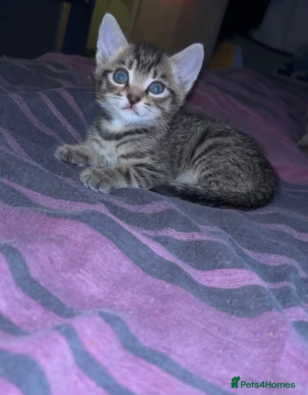 Mixed Breed cats for sale: Tabby kittens - Image 1