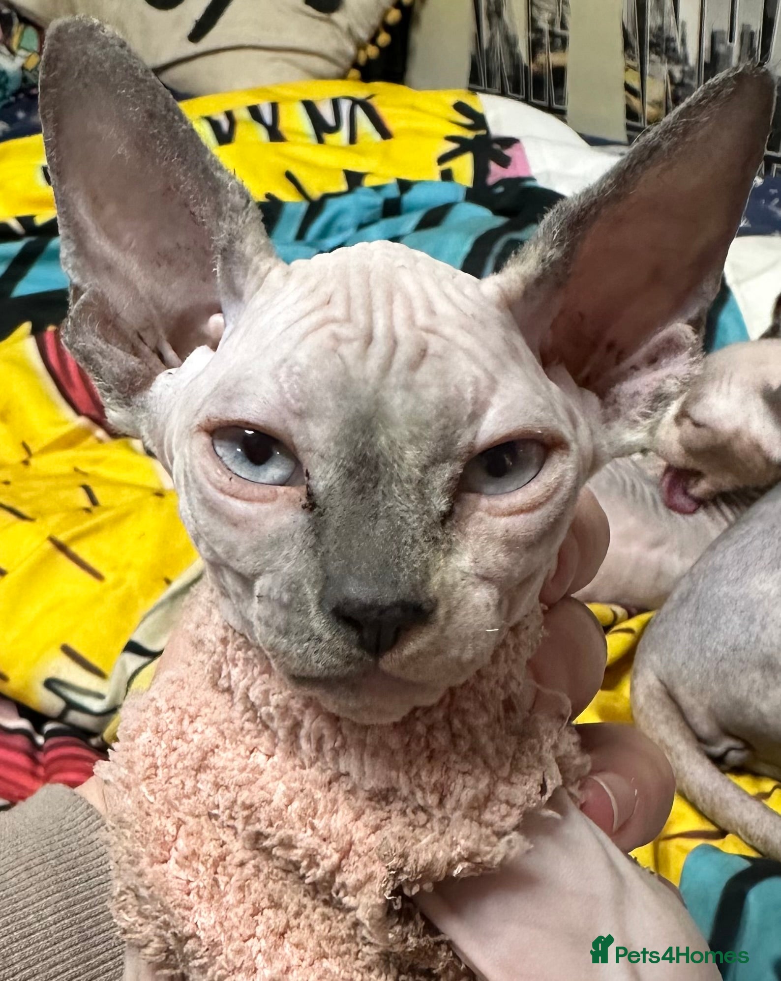 Sphynx cats Full Sphynx ready to go 💙 - Advert 5