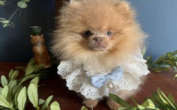Pomeranian dogs for sale: Stunning pick of the litter Pomeranian Boy - Image 11