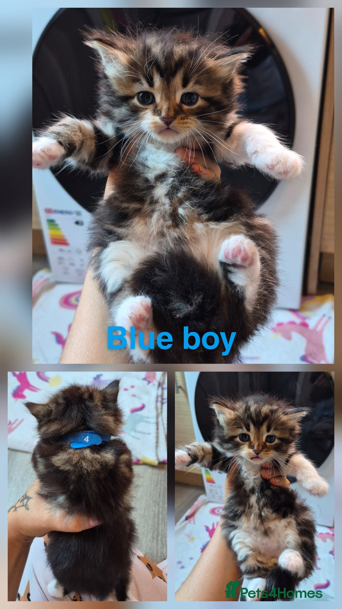 Mixed Breed cats Beautiful kittens  - Advert 1