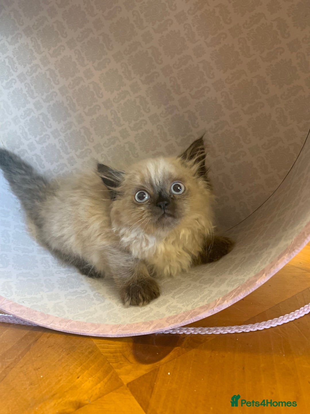 Selkirk Rex cats for sale: Selkirk rex kittens  - Image 8