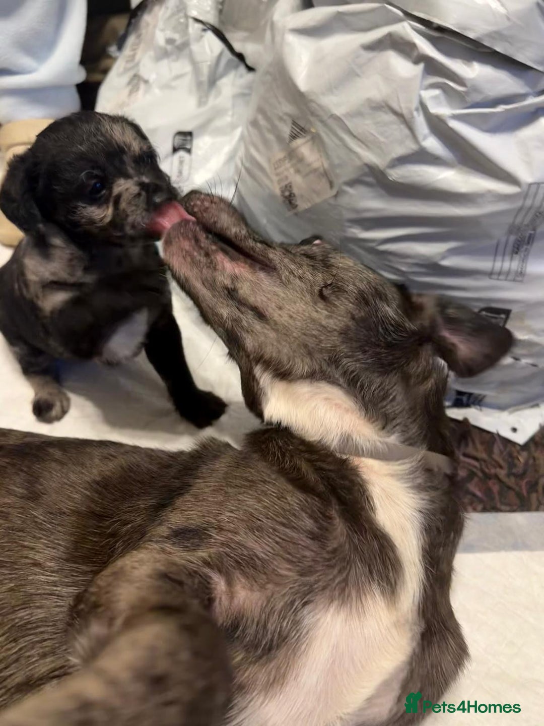 Patterjack dogs for sale: Two beautiful puppies for sale £350 each  - Advert 7