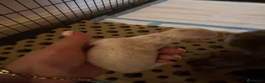 Jackapoo Puppy 6