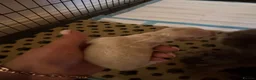 Jackapoo dogs for sale: FB1 jackapoo puppies  - Advert 6