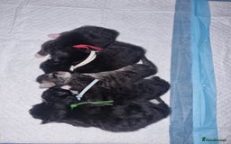 Maine Coon cats for sale: Maine Coon Kittens - Image 6