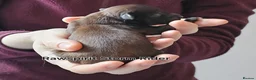 Chinese Crested dogs for sale: Powder puff boy and girl   - Advert 29