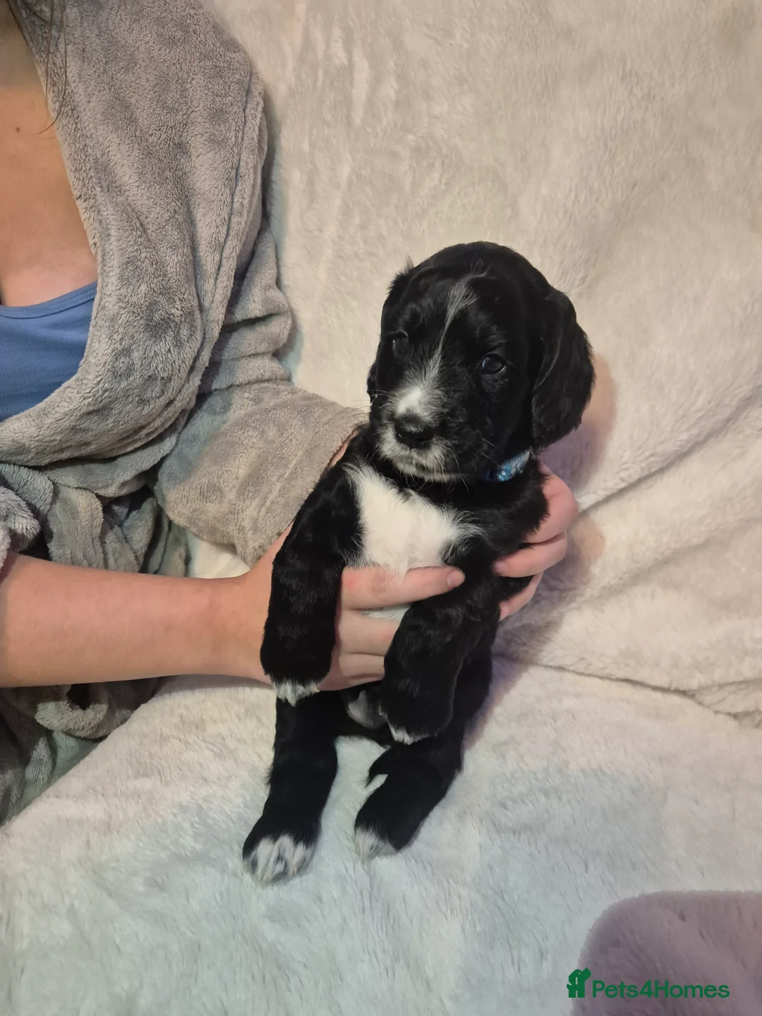 Cocker Spaniel dogs for sale: Adorable Cocker spaniel puppies  - Advert 3