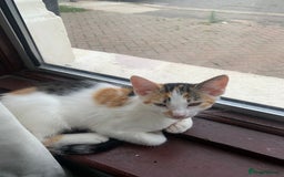 Mixed Breed cats for sale: Kittens for sale - Image 4