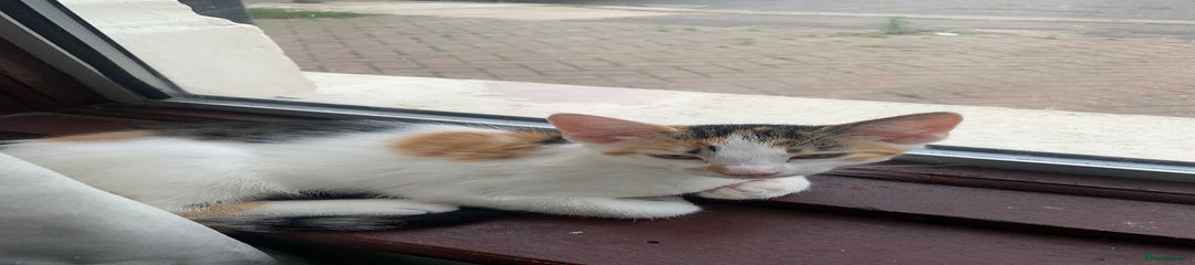 Kitten 4