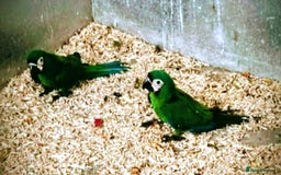 Macaws birds for sale: Chestnut fronted severe macaws - Image 14