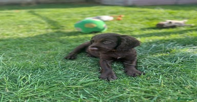 Cocker Spaniel dogs - Advert 7