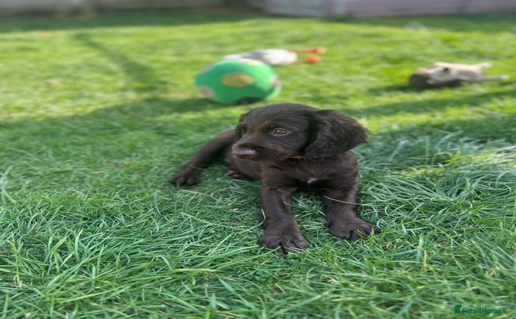 Cocker Spaniel dogs - Advert 10