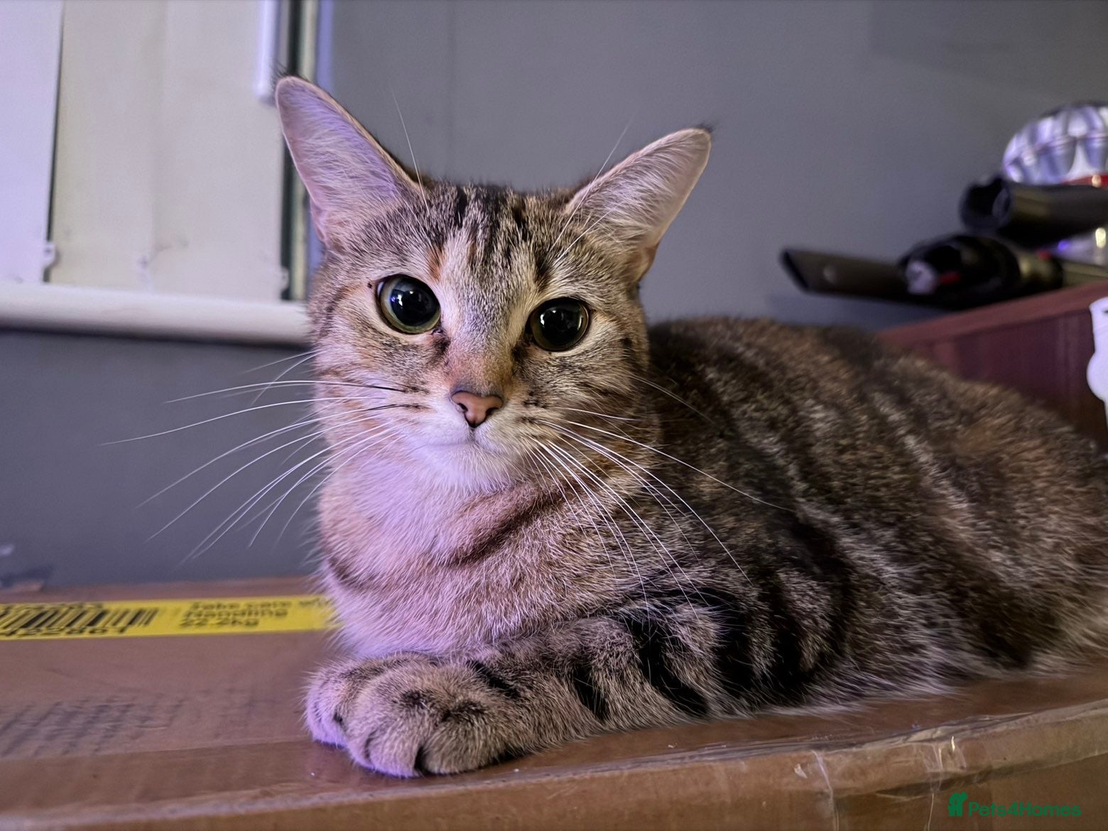 Domestic Shorthair cats Female Cat-free to a good home - Advert 1