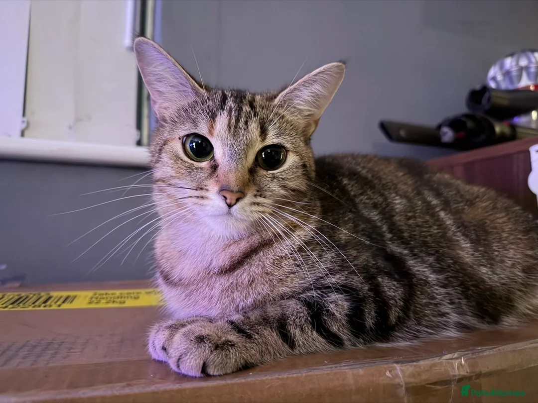 Domestic Shorthair cats for sale: Female Cat- **  in Stoke-on-Trent - Advert 1