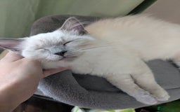 Ragdoll cats for sale: 💛*GCCF Registered *💛Pedigree Ragdoll kittens - Image 9