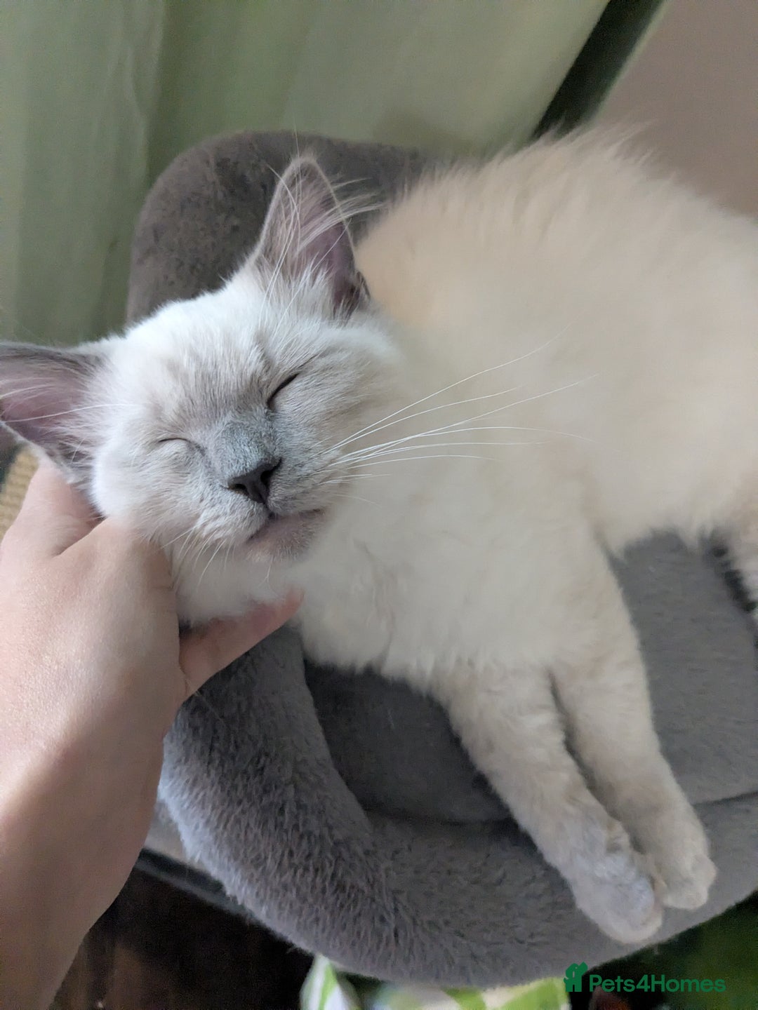 Ragdoll cats for sale: 💛*GCCF Registered *💛Pedigree Ragdoll kittens - Image 9