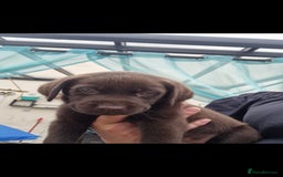 Labrador Retriever dogs for sale: KC REGISTERED CHOCOLATE LABRADOR  - Image 18
