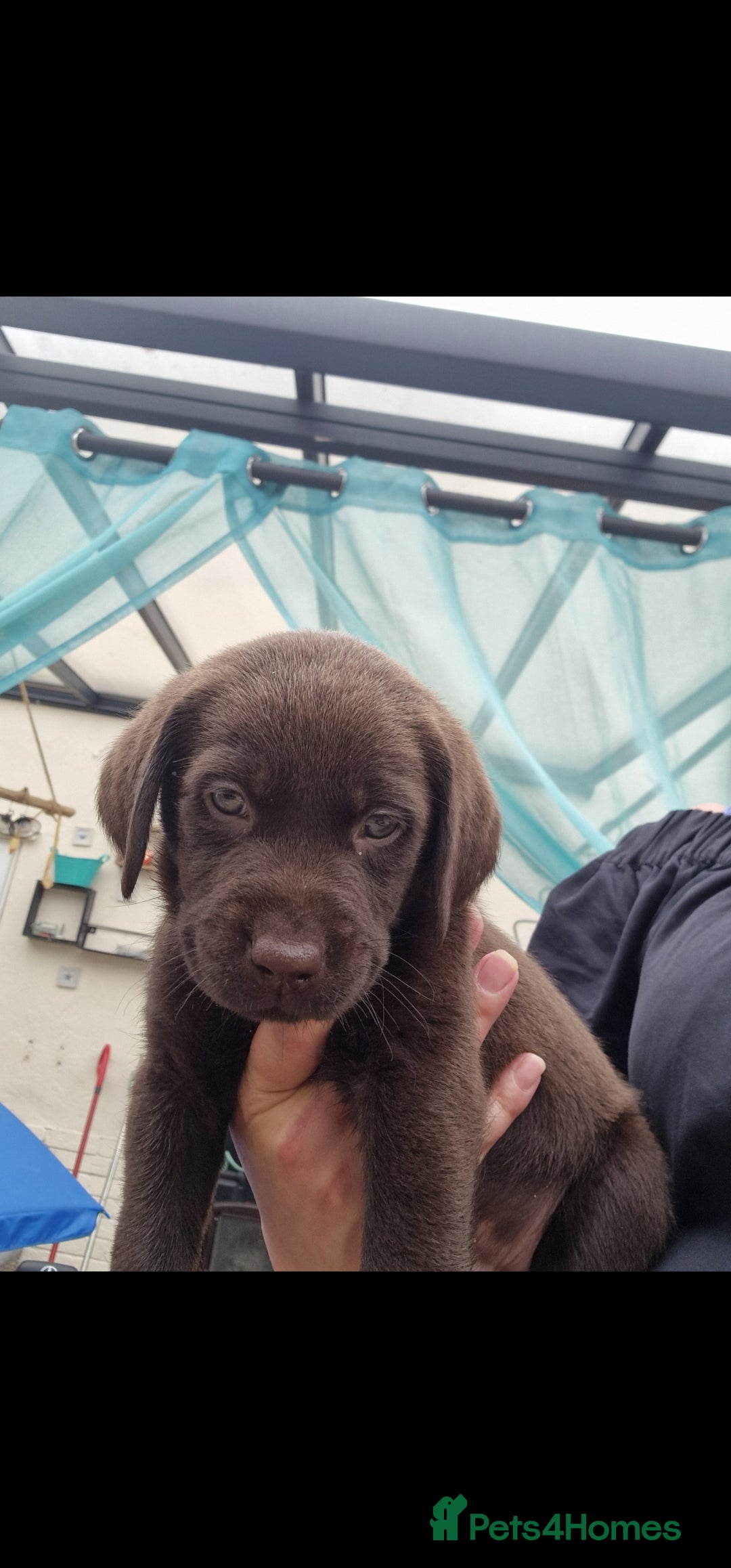 Labrador Retriever dogs for sale: KC REGISTERED CHOCOLATE LABRADOR  - Image 18