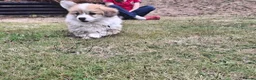 Welsh Corgi Pembroke dogs for sale: PEMBROKE CORGI PUPPIES - Advert 7