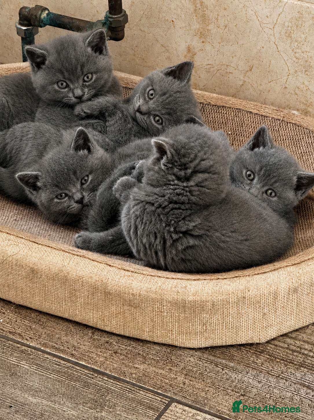 British Shorthair cats British blue teddies  - Advert 1