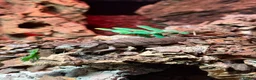 Skink reptiles for sale: Baby pink tongue skinks cheapest in the uk!! - Advert 6