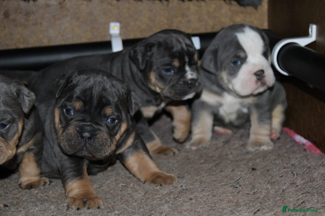 Olde English Bulldogge dogs for sale: Olde English bulldog puppies  - Advert 14