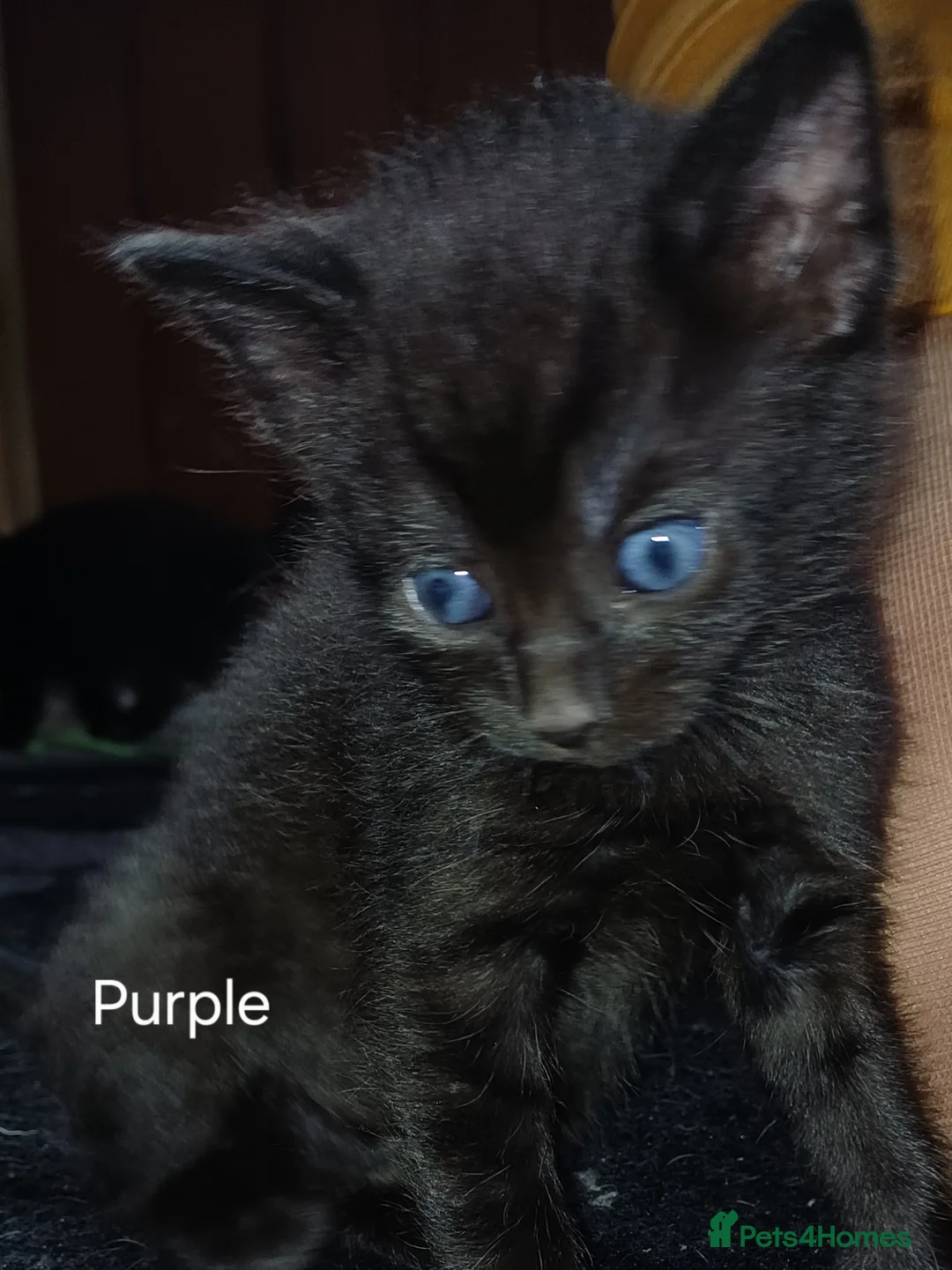 Mixed Breed cats for sale: 8 Gorgeous kittens ready to leave in 10 days - Advert 2