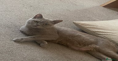 British Shorthair cats Cross half BRITISH shorthair kittens  - Advert 14