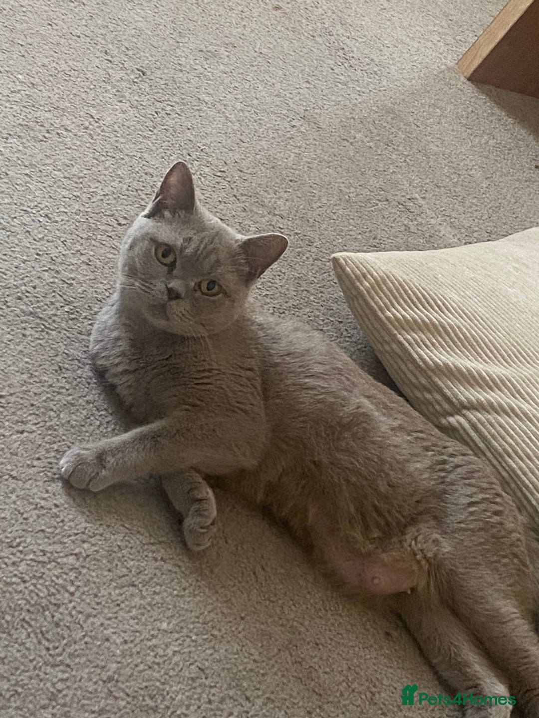 British Shorthair cats for sale: Cross half BRITISH shorthair kittens  - Advert 3