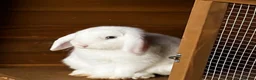 Mini Lop rabbits for sale: 🤍 Beautiful White Male English Lop Bunny 🤍 in Gloucester - Advert 1