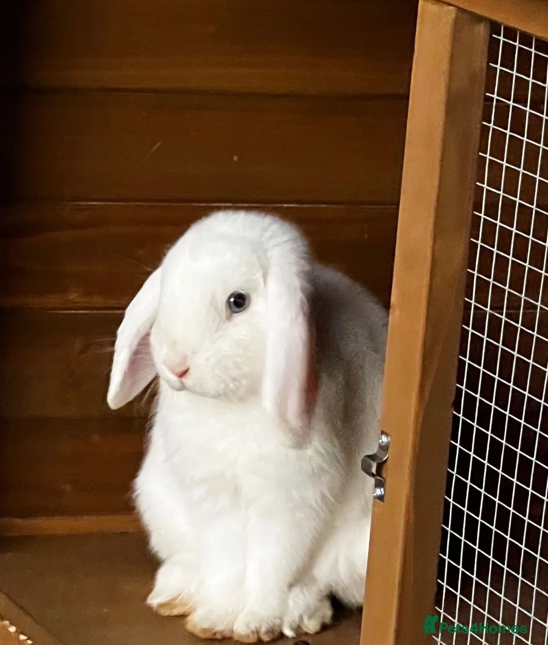 Mini Lop rabbits for sale: 🤍 Beautiful White Male English Lop Bunny 🤍 in Gloucester - Advert 1