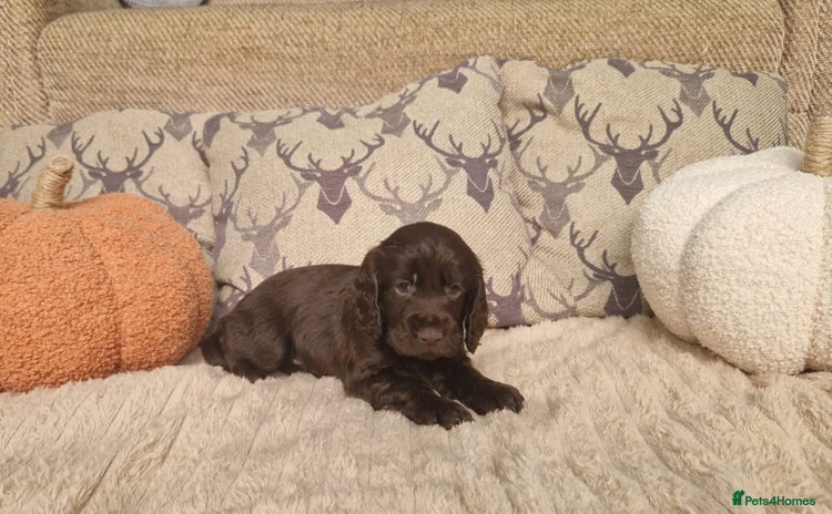 Cocker Spaniel dogs - Advert 1