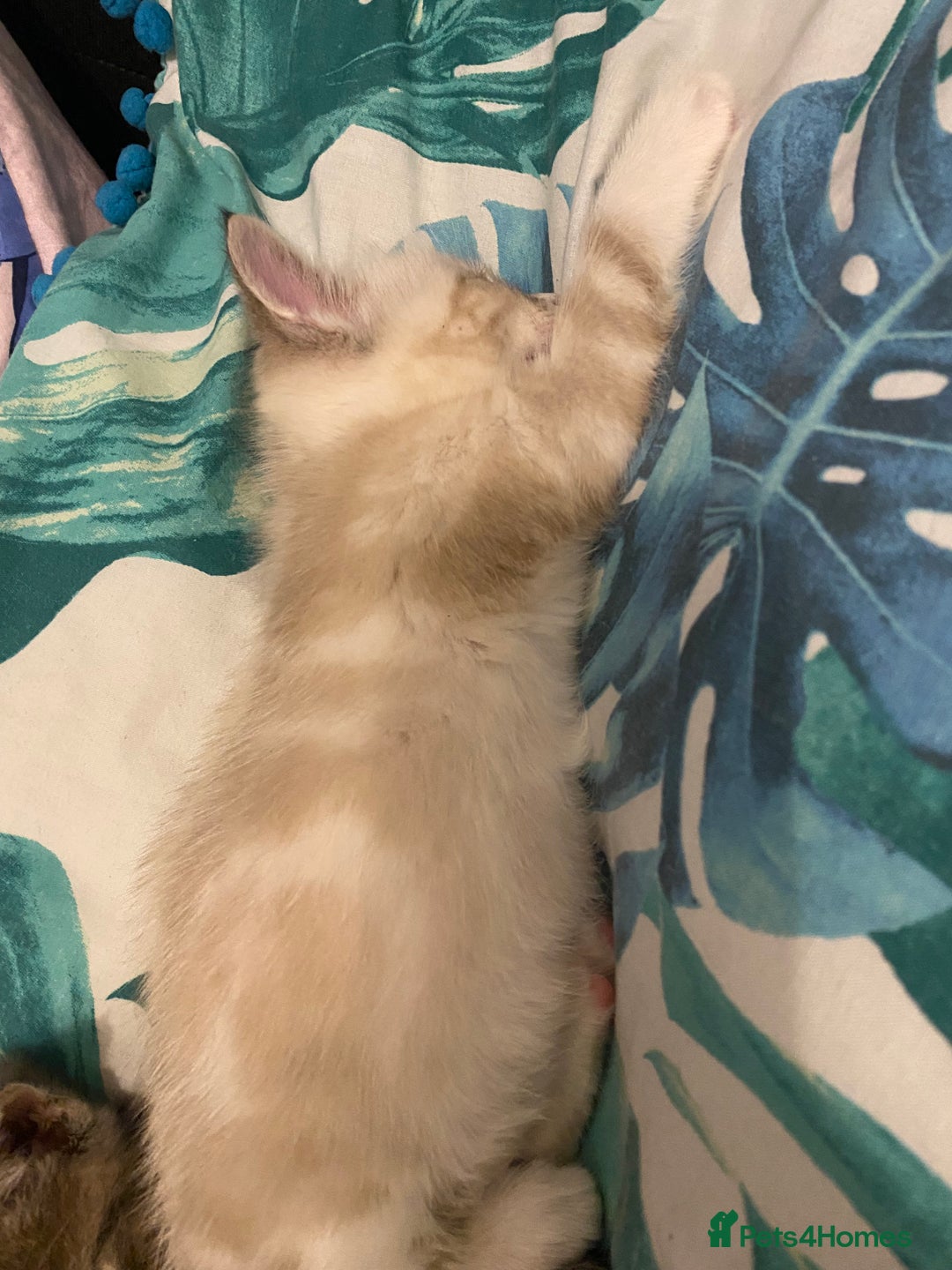 Ragdoll cats for sale: 3 cute boys ready for reservation 🐱 - Image 5