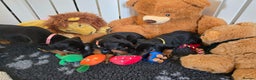 Dobermann dogs for sale: HEALTH TESTED, HOME REARED, STUNNING DOBERMAN PUPS - Advert 13