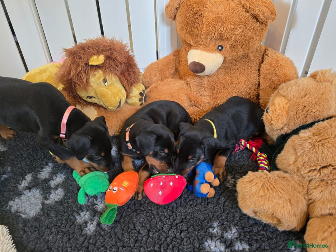 Dobermann dogs for sale: HEALTH TESTED, HOME REARED, STUNNING DOBERMAN PUPS - Advert 13