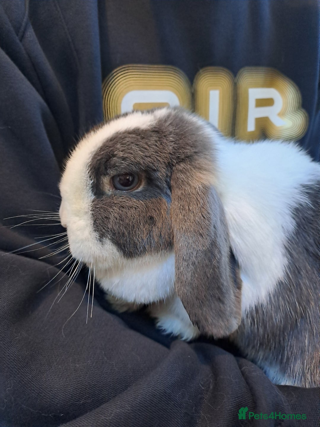 Mini Lop rabbits for sale: Male (Neutered) & Female Mini Lops (Very friendly) - Advert 9