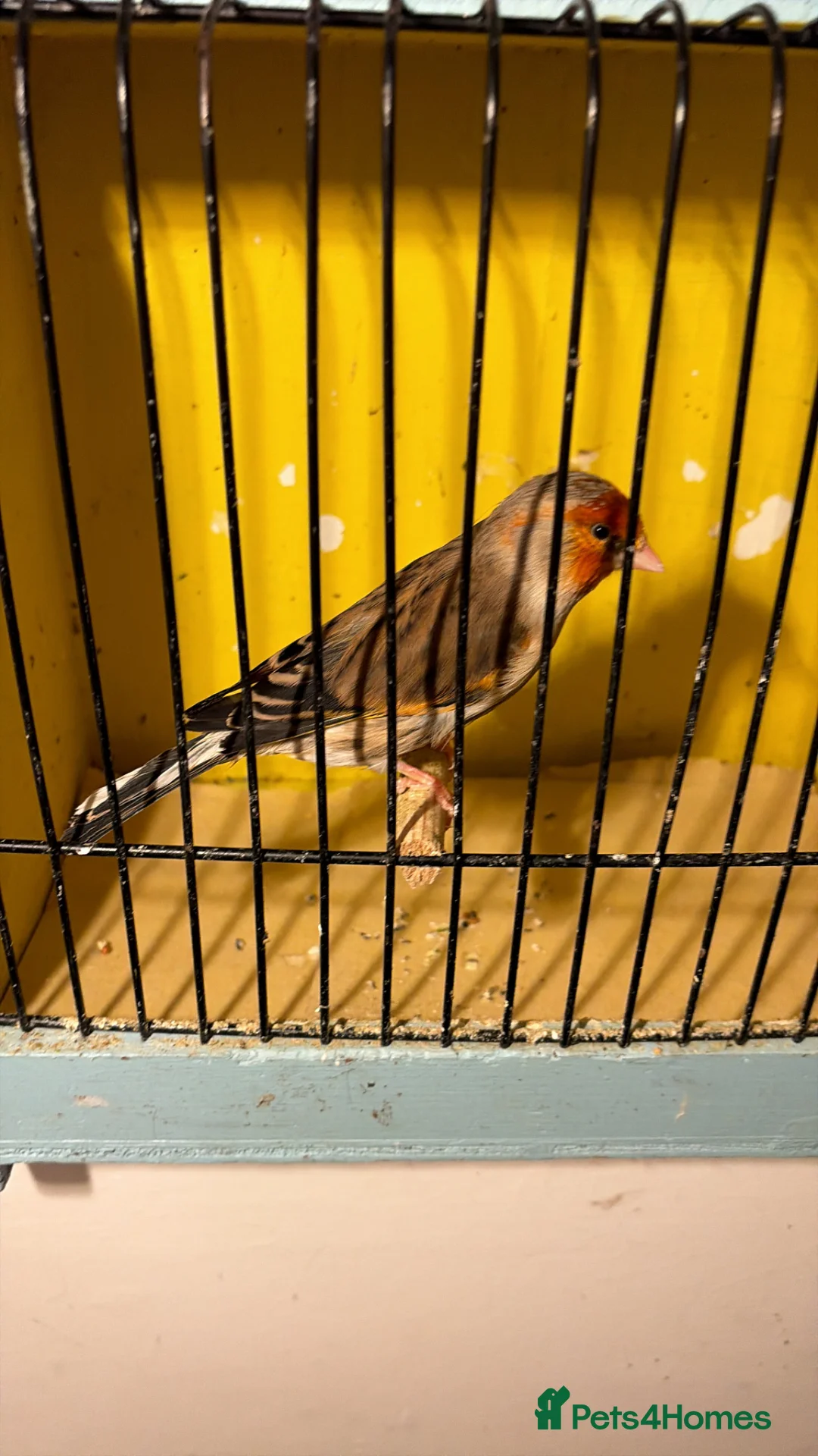 Finches birds for sale: Cock mule  in Wallasey - Advert 2