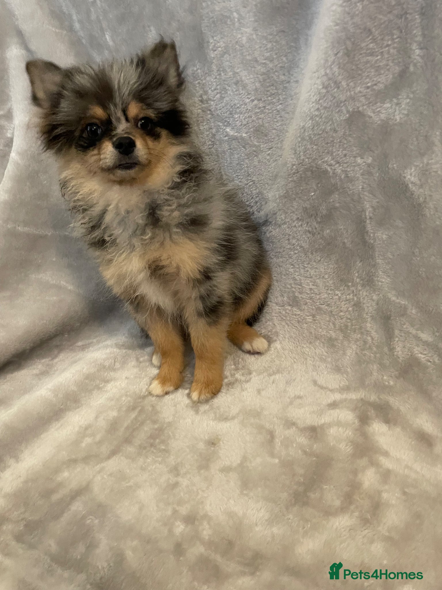 Pomchi dogs for sale: Blue/Tan Merle Girl - Advert 3