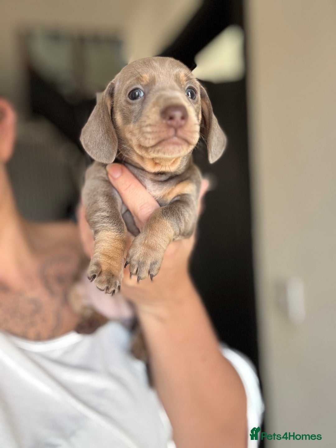 Miniature Dachshund dogs for sale: Beautiful KC Reg Miniature Dachshund Pups - Image 6
