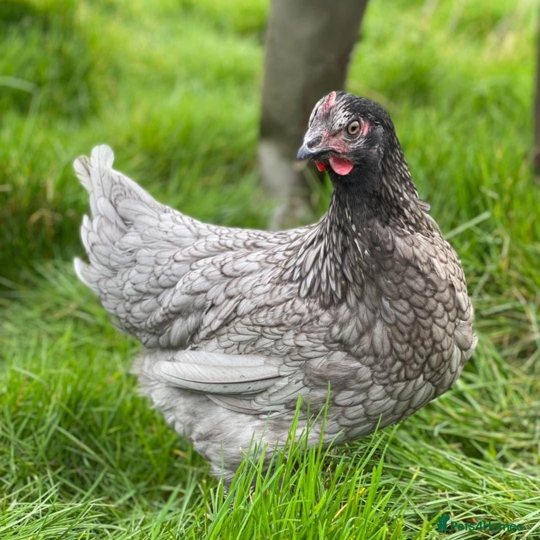 Chickens poultry for sale: Chickens- Mixed Breeds and POL Available! in Nantwich - Image 6