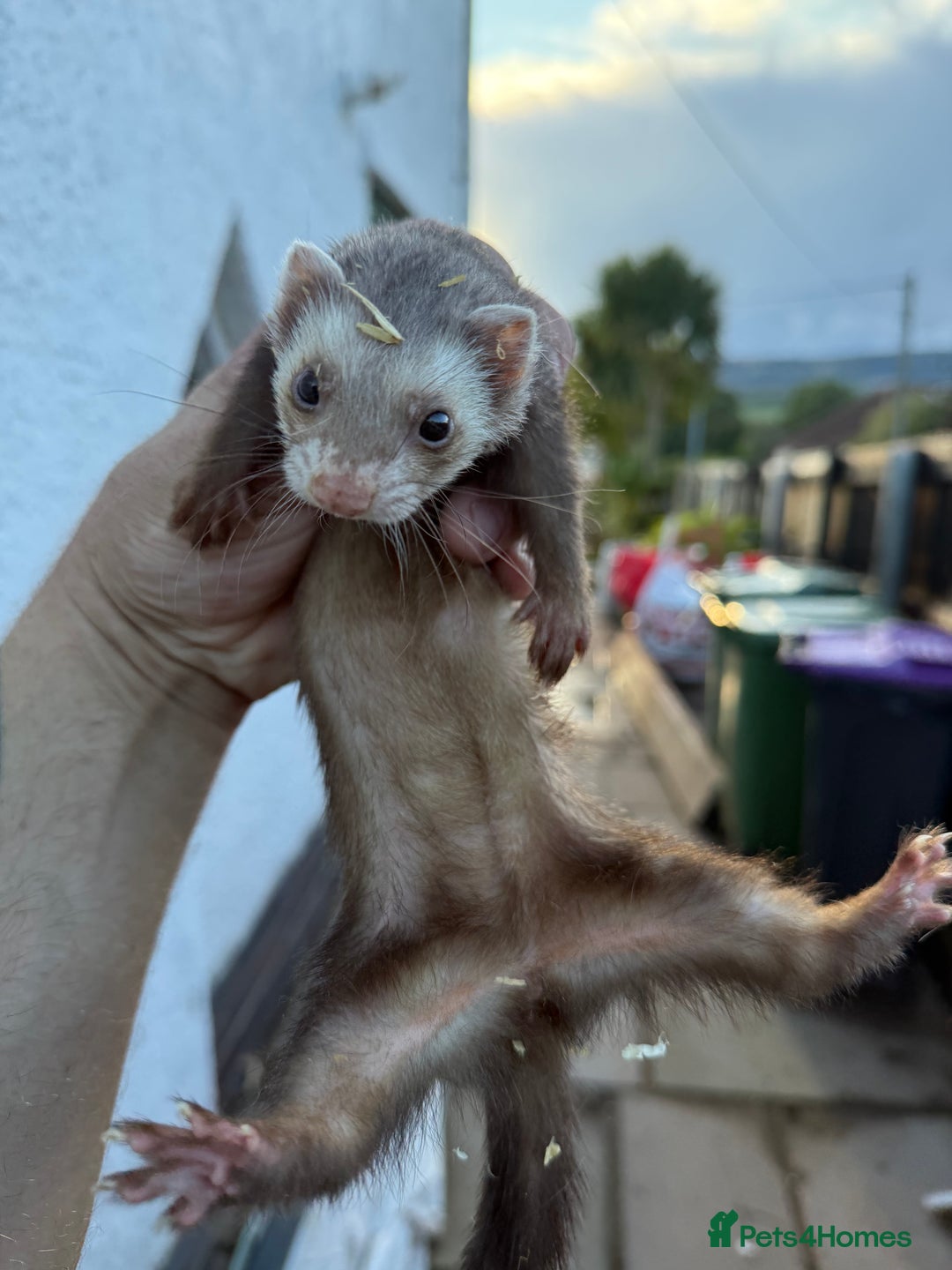Ferret rodents for sale: Jill ferret - Image 2