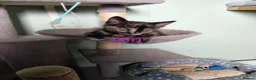 Mixed Breed cats for sale: Persian X Kittens  - Advert 8