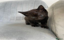 Mixed Breed cats for sale: Adorable kittens  - Image 6