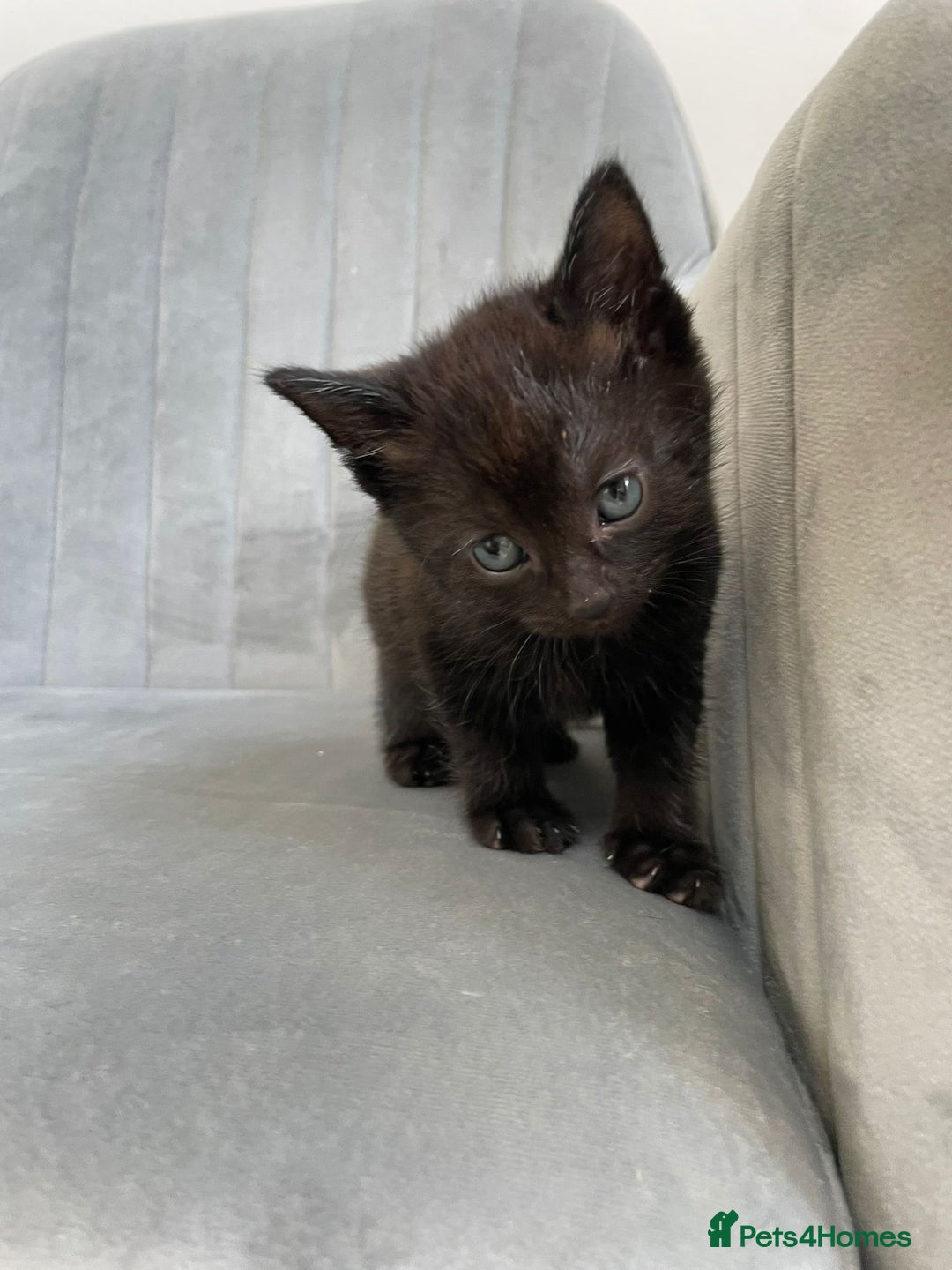 Mixed Breed cats for sale: Adorable kittens  - Image 6