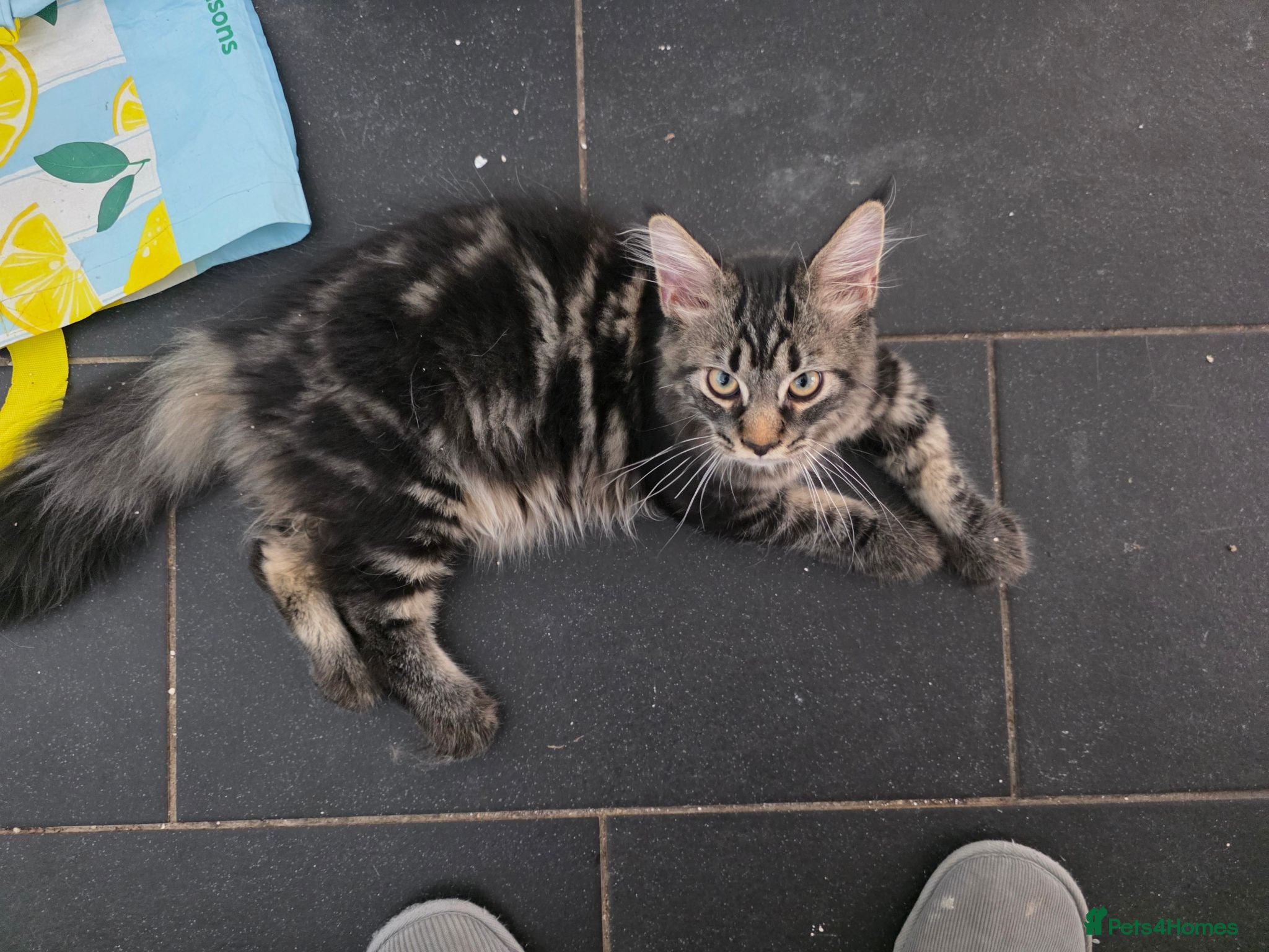 Maine Coon cats Ready now adorable maine coon Kittens 4bs & 1g - Advert 2